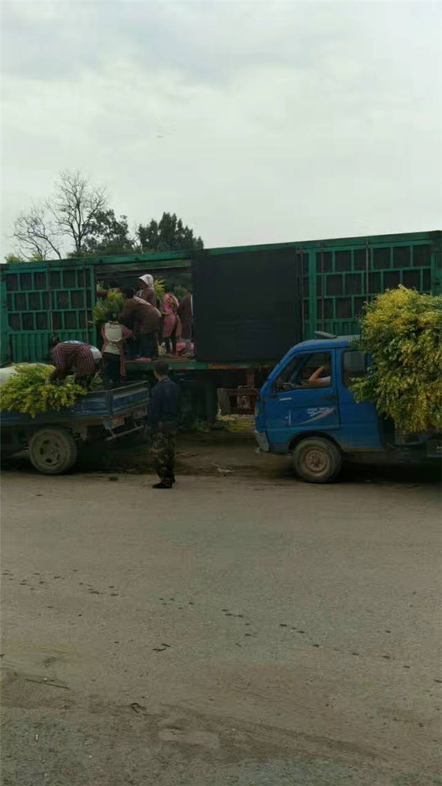 金葉女貞裝車現場照片