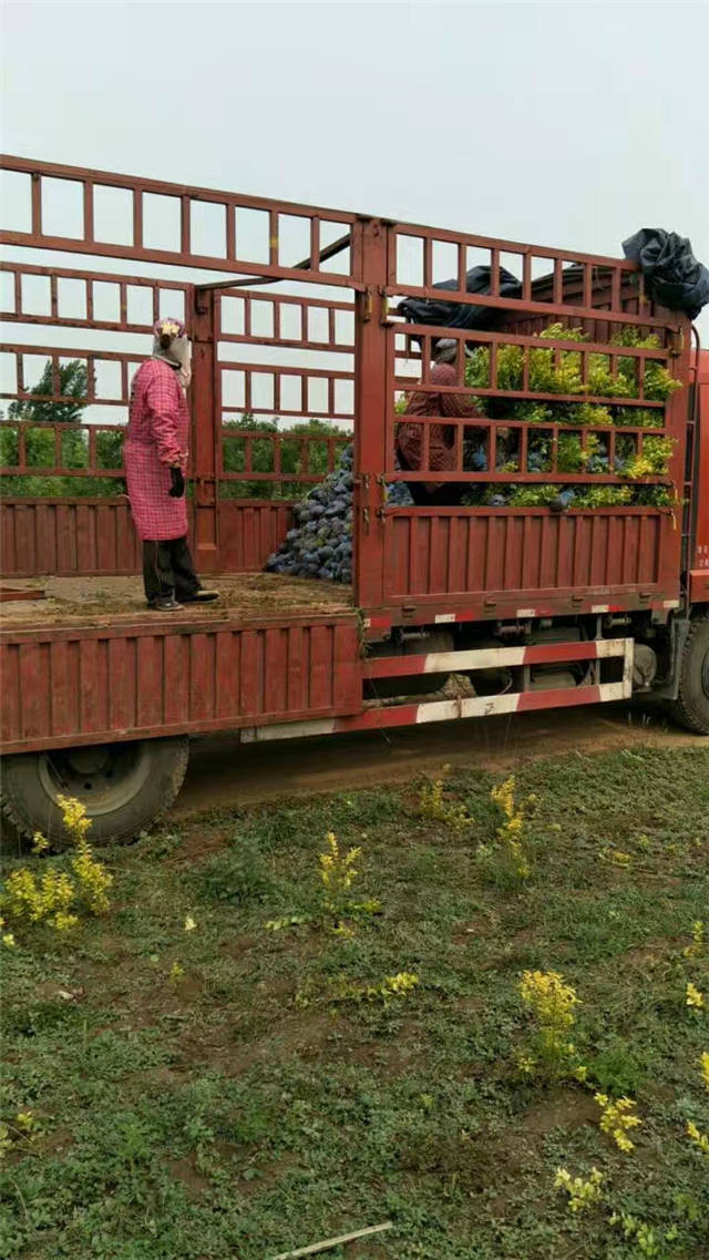 金葉女貞裝車現場照片