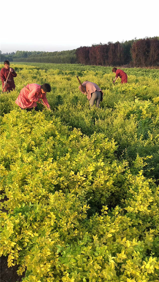 金葉女貞照片種植基地實拍