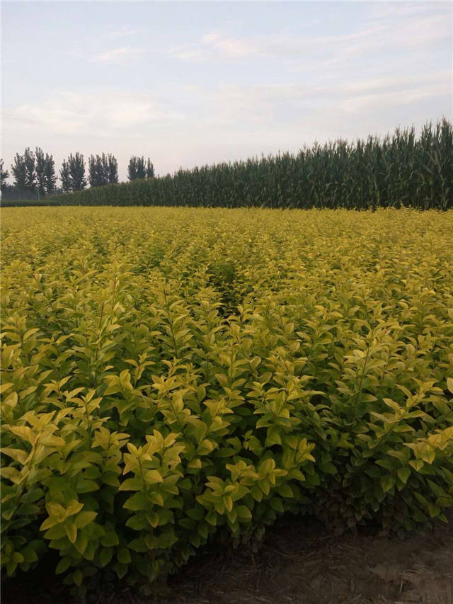金葉女貞照片種植基地實拍