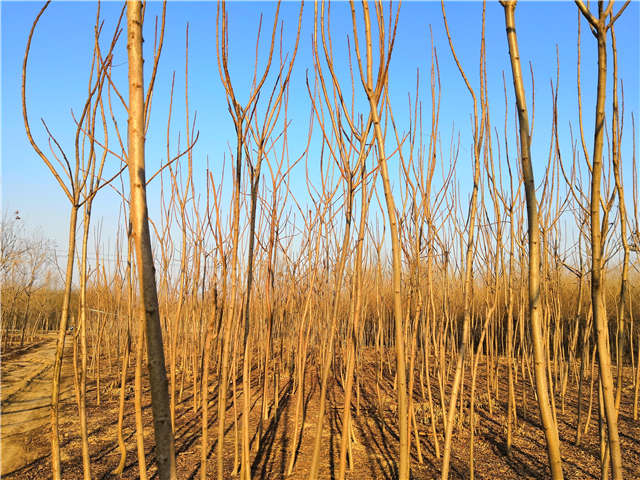火炬樹照片種植基地實拍