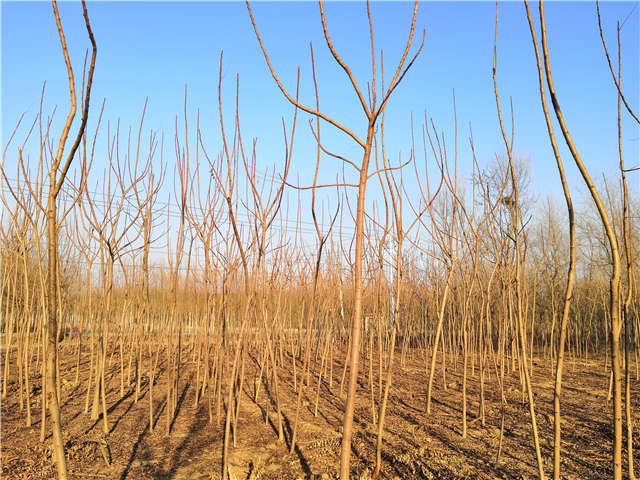 火炬樹照片種植基地實拍
