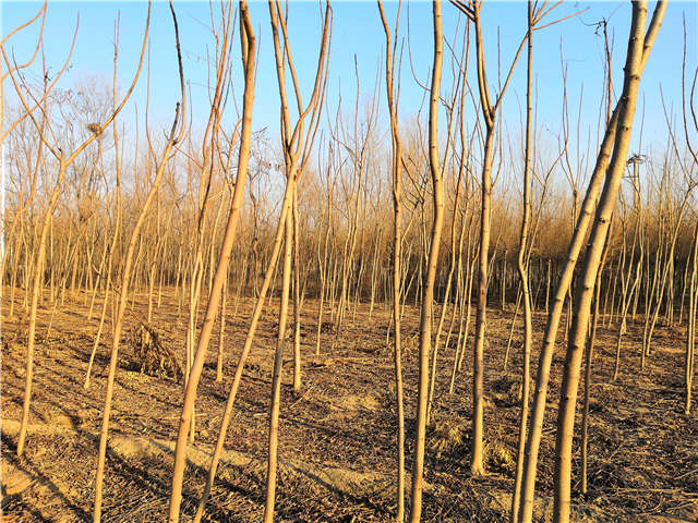 火炬樹照片種植基地實拍