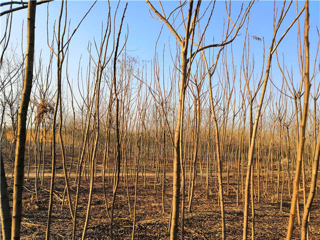 火炬樹照片種植基地實拍