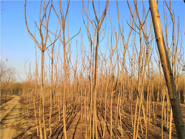 火炬樹照片種植基地實拍