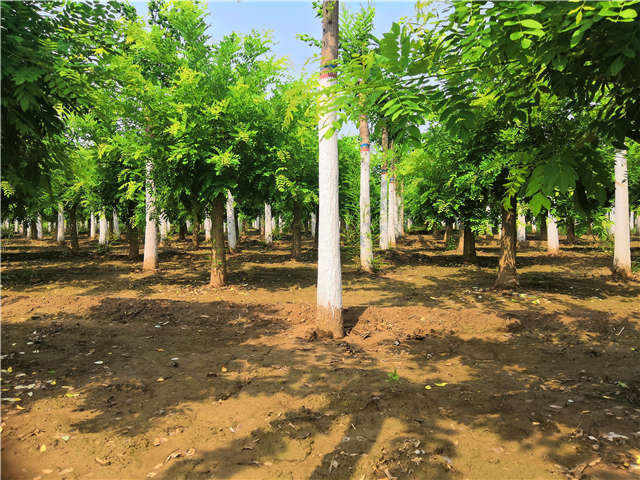 沭陽長景園林蝴蝶槐種植基地實拍圖片