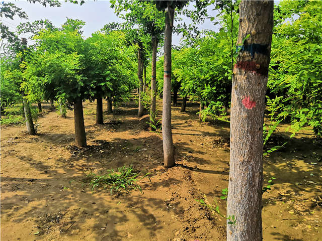 沭陽長景園林蝴蝶槐種植基地實拍圖片