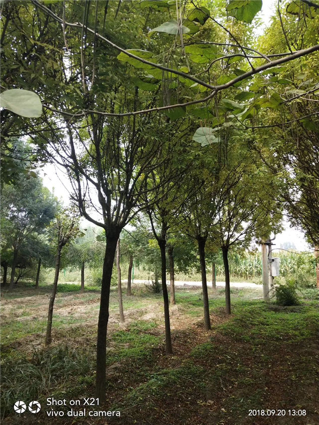 金枝白蠟照片種植基地實拍