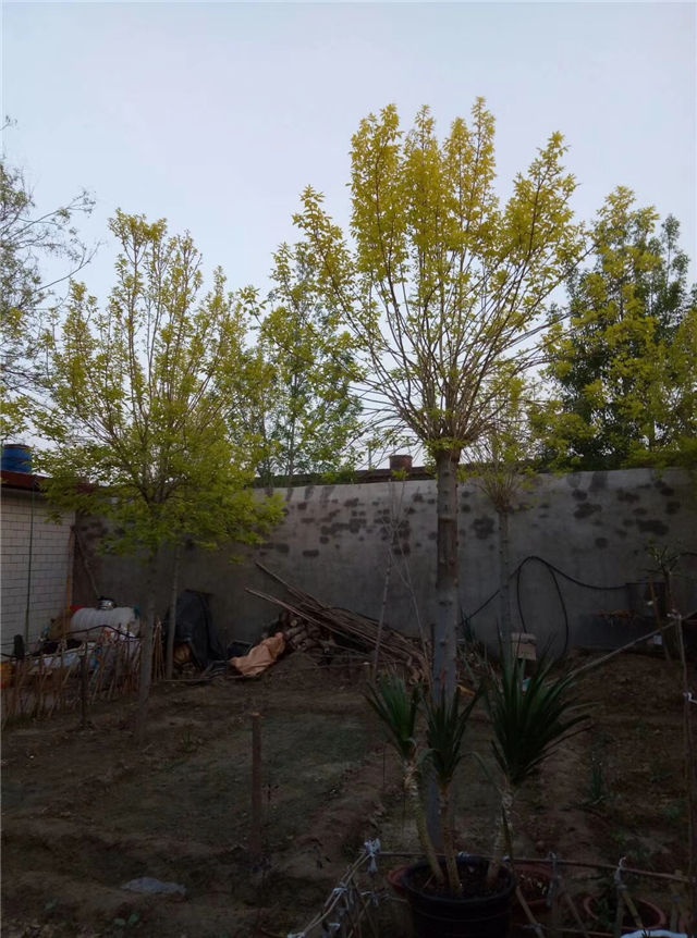 金枝白蠟照片種植基地實拍