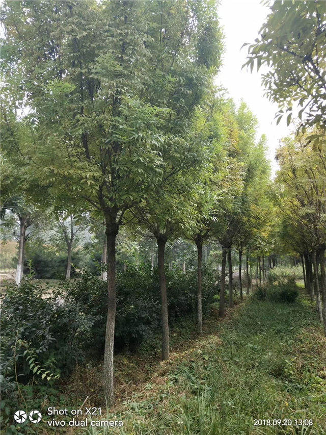 金枝白蠟照片種植基地實拍