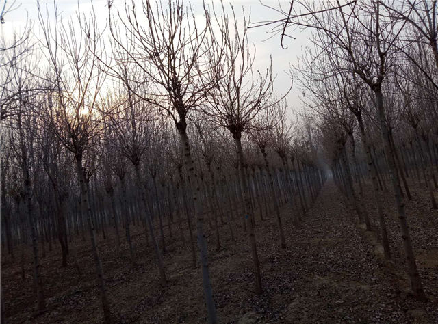 金枝白蠟照片種植基地實拍