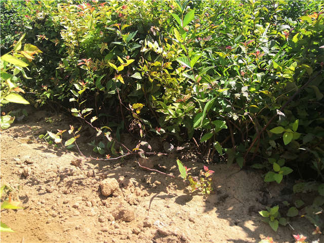 沭陽長景園林繡線菊種植基地實拍圖片