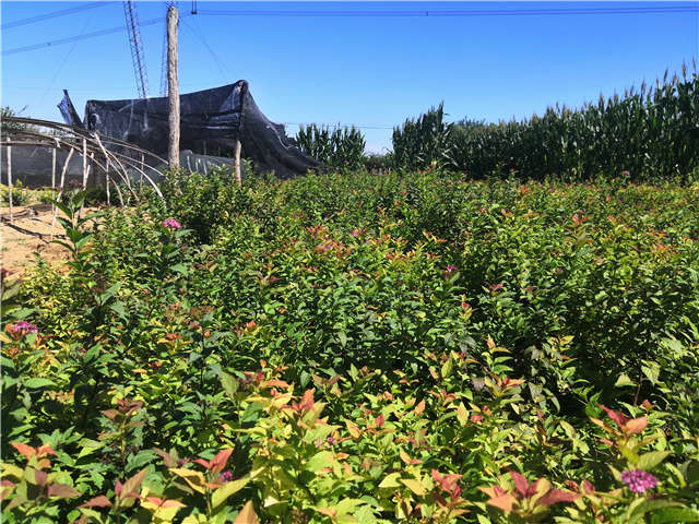 沭陽長景園林繡線菊種植基地實拍圖片