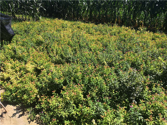 沭陽長景園林繡線菊種植基地實拍圖片