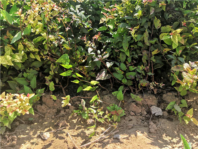 沭陽長景園林繡線菊種植基地實拍圖片