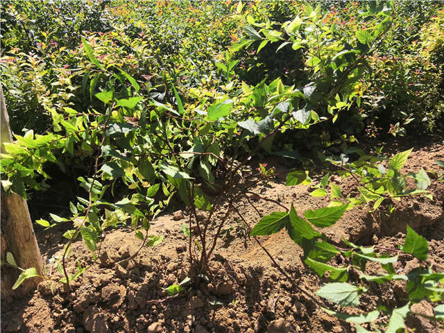 沭陽長景園林繡線菊種植基地實拍圖片