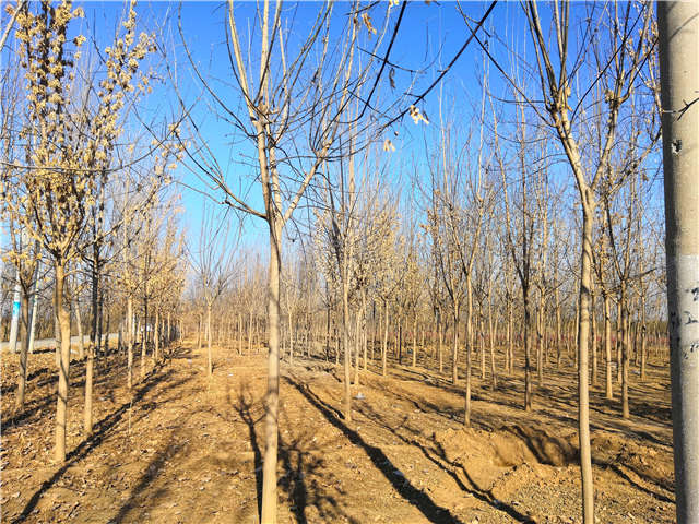沭陽(yáng)長(zhǎng)景園林金葉復(fù)葉槭種植基地實(shí)拍圖片