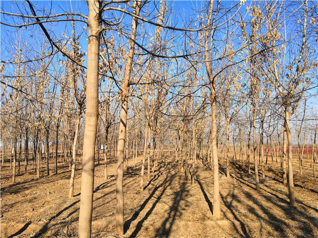 沭陽(yáng)長(zhǎng)景園林金葉復(fù)葉槭種植基地實(shí)拍圖片