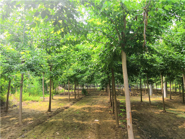 沭陽(yáng)長(zhǎng)景園林金葉復(fù)葉槭種植基地實(shí)拍圖片