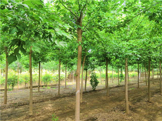 沭陽(yáng)長(zhǎng)景園林金葉復(fù)葉槭種植基地實(shí)拍圖片