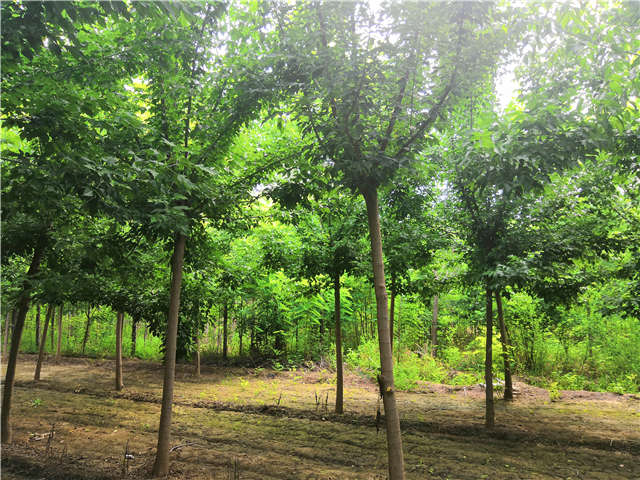 沭陽(yáng)長(zhǎng)景園林金葉復(fù)葉槭種植基地實(shí)拍圖片