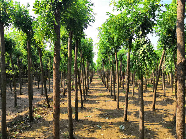 沭陽(yáng)長(zhǎng)景園林紅花刺槐種植基地實(shí)拍圖片