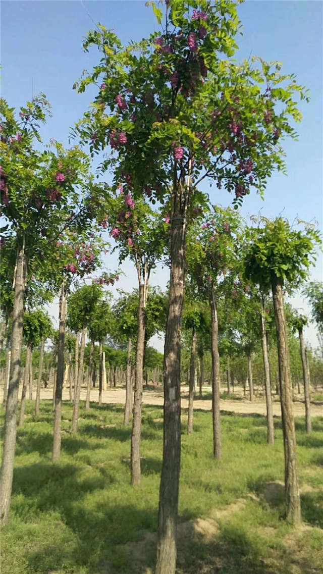 沭陽(yáng)長(zhǎng)景園林紅花刺槐種植基地實(shí)拍圖片