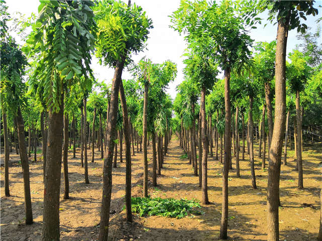 沭陽(yáng)長(zhǎng)景園林紅花刺槐種植基地實(shí)拍圖片