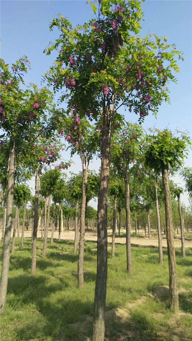沭陽(yáng)長(zhǎng)景園林紅花刺槐種植基地實(shí)拍圖片