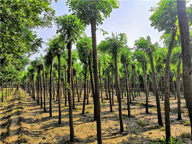 沭陽(yáng)長(zhǎng)景園林紅花刺槐種植基地實(shí)拍圖片