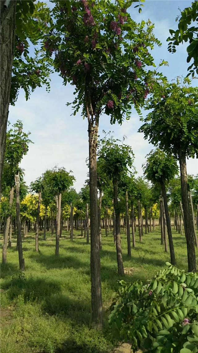 沭陽(yáng)長(zhǎng)景園林紅花刺槐種植基地實(shí)拍圖片