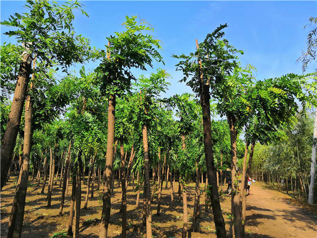 沭陽(yáng)長(zhǎng)景園林紅花刺槐種植基地實(shí)拍圖片