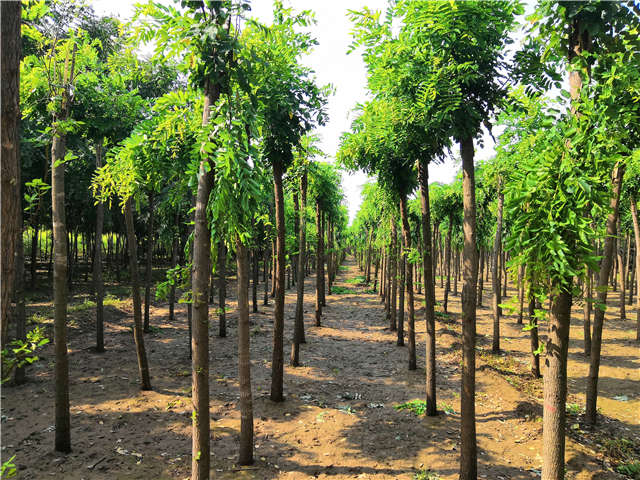 沭陽(yáng)長(zhǎng)景園林紅花刺槐種植基地實(shí)拍圖片