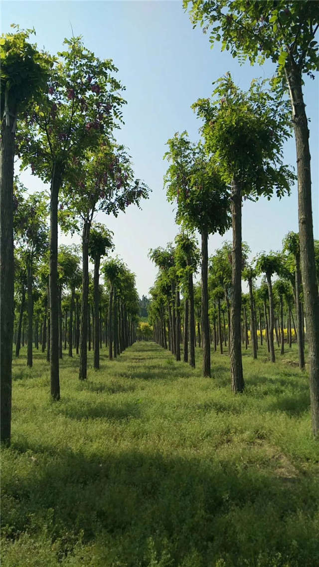 沭陽(yáng)長(zhǎng)景園林紅花刺槐種植基地實(shí)拍圖片