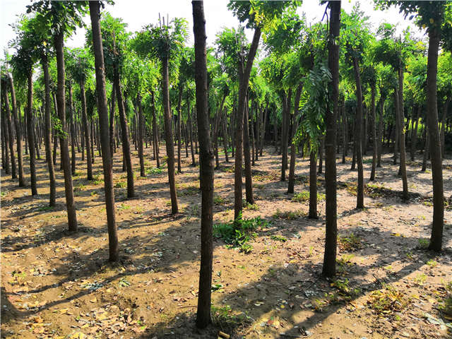 沭陽(yáng)長(zhǎng)景園林紅花刺槐種植基地實(shí)拍圖片
