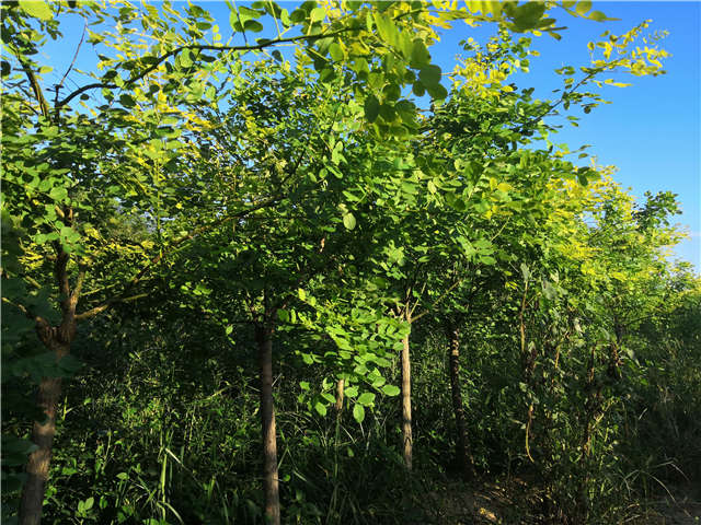 沭陽長景園林矮接金葉槐種植基地實拍圖片
