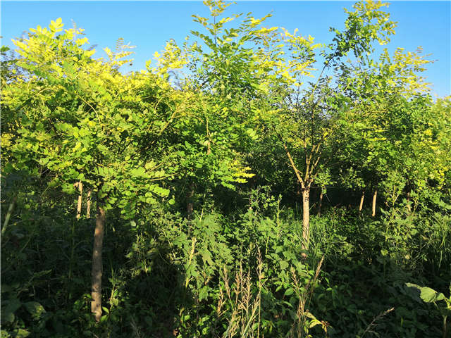 沭陽長景園林矮接金葉槐種植基地實拍圖片