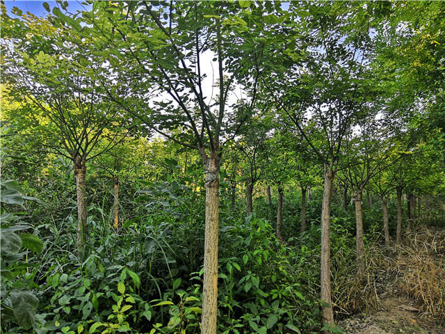 沭陽長景園林矮接金葉槐種植基地實拍圖片