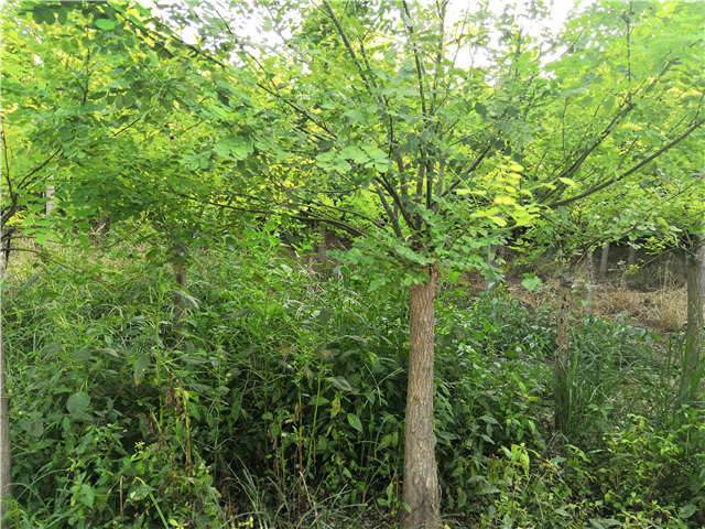沭陽長景園林矮接金葉槐種植基地實拍圖片