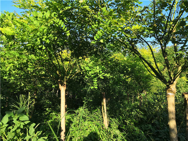 沭陽長景園林矮接金葉槐種植基地實拍圖片