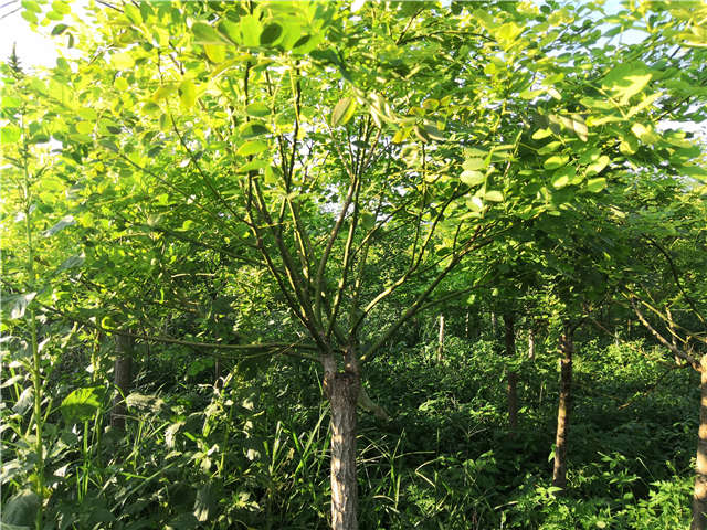 沭陽長景園林矮接金葉槐種植基地實拍圖片