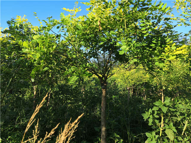 沭陽長景園林矮接金葉槐種植基地實拍圖片