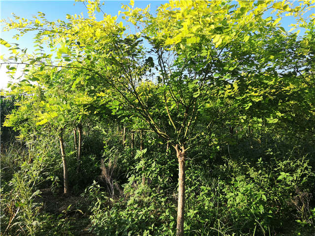 沭陽長景園林矮接金葉槐種植基地實拍圖片