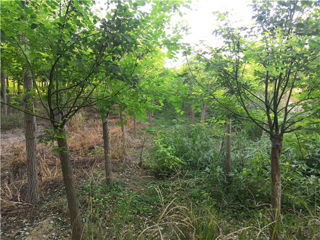 沭陽長景園林矮接金葉槐種植基地實拍圖片