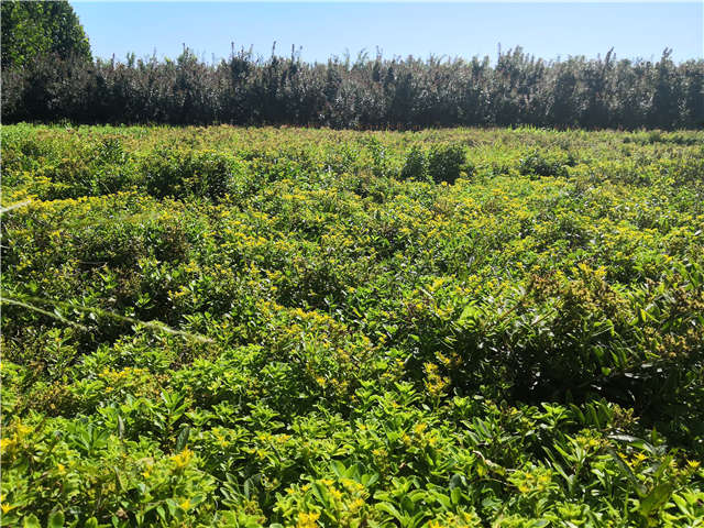 沭陽長景園林德國景天種植基地實拍圖片