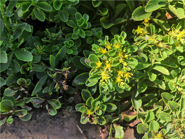 沭陽長景園林德國景天種植基地實拍圖片