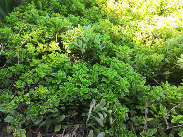 沭陽長景園林德國景天種植基地實拍圖片