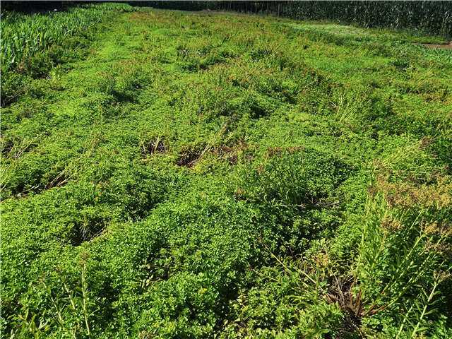沭陽長景園林德國景天種植基地實拍圖片