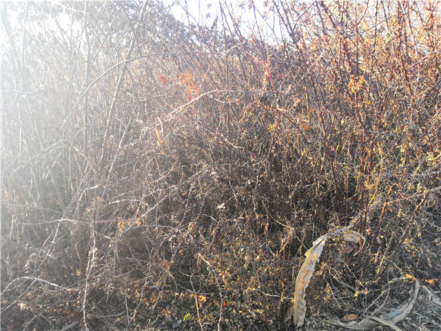 黃刺玫種植基地實拍