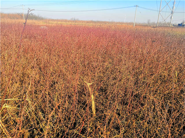 黃刺玫種植基地實拍